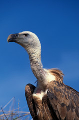 VAUTOUR FAUVE gyps fulvus