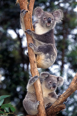 KOALA phascolarctos cinereus