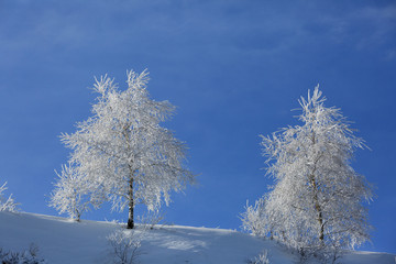 Beautiful winter landscape. Trees in a snowy early cold morning against the sky