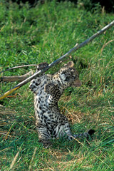 PANTHERE LEOPARD panthera pardus