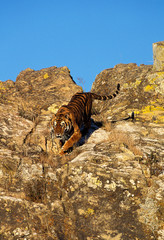 TIGRE DU BENGALE panthera tigris tigris