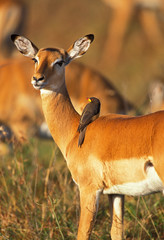IMPALA aepyceros melampus
