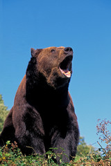 OURS BRUN ursus arctos