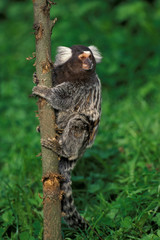 OUISTITI A TOUPET BLANC callithrix jacchus