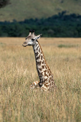 GIRAFE MASAI giraffa camelopardalis tippelskirchi