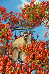 MAKI CATTA lemur catta