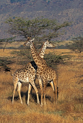 GIRAFE MASAI giraffa camelopardalis tippelskirchi