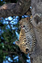 PANTHERE LEOPARD panthera pardus