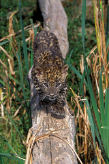 PANTHERE LEOPARD panthera pardus