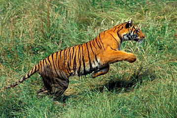 TIGRE DU BENGALE panthera tigris tigris