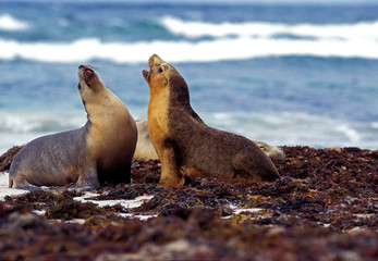 LION DE MER AUSTRALIEN neophoca cinerea