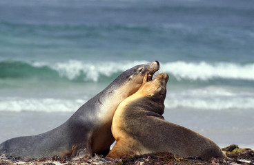 Fototapeta premium LION DE MER AUSTRALIEN neophoca cinerea