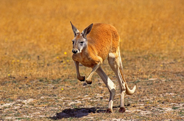 KANGOUROU ROUX macropus rufus © slowmotiongli