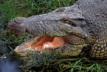 CROCODILE MARIN crocodylus porosus