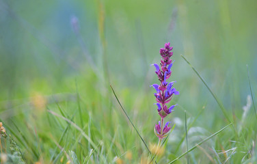 Single Purple Flower on Field