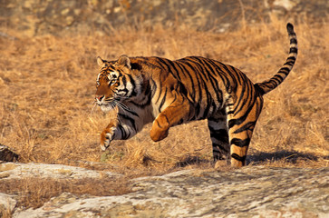 Fototapeta na wymiar TIGRE DU BENGALE panthera tigris tigris