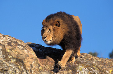 LION D'AFRIQUE panthera leo