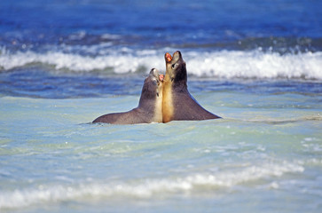 LION DE MER AUSTRALIEN neophoca cinerea