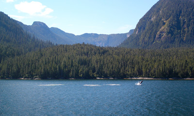 Wonderful wildlife: Humpback whale breaches in beautiful Canada / Inside Passage / British Columbia