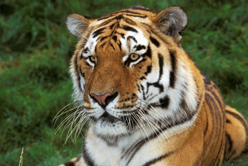 Plakat TIGRE DE SIBERIE panthera tigris altaica