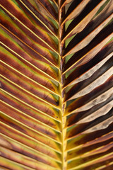 Abstract background texture of a tropical golden brown palm tree leaf scorched by the sun