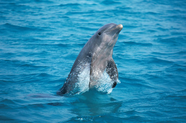 Fototapeta premium GRAND DAUPHIN tursiops truncatus