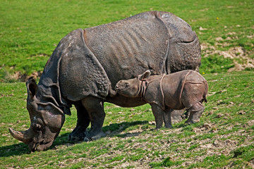 Fototapeta premium RHINOCEROS INDIEN rhinoceros unicornis