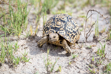 Close up of a walking Leopard tortoise (Stigmochelys pardalis), Namibia, Africa