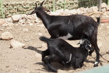 black goat with a kid
