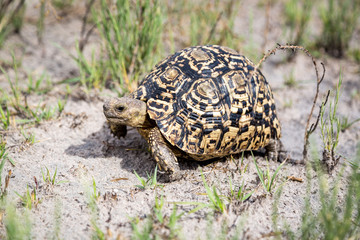 Close up of a walking Leopard tortoise (Stigmochelys pardalis), Namibia, Africa