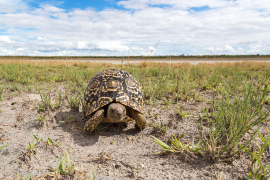 Leopard tortoise (Stigmochelys pardalis) walking in a steppe, Namibia, Africa