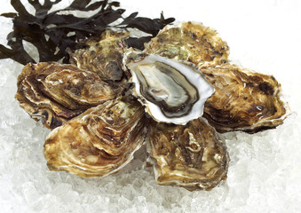 HUITRE MARENNES D'OLERON