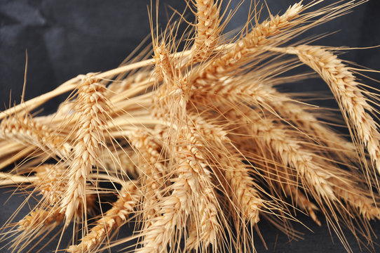 Golden ears of wheat on the background. Macro image.