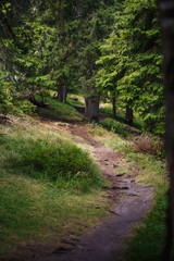 A dirt trail with roots in a wild forest in the Rhodope mountains in Bulgaria. Brown mountain trail through spruce forest