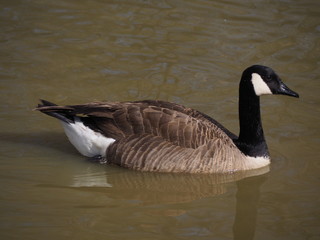 Fototapeta premium Branta Canadensi swimming in the lake