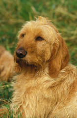 GRIFFON FAUVE DE BRETAGNE