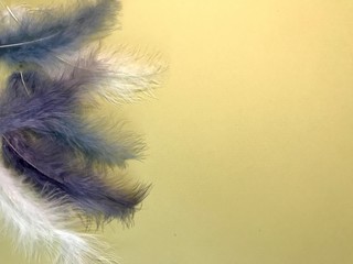 bright ostrich feathers on a yellow background