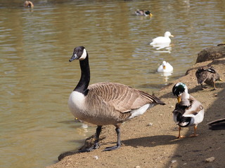 Branta Canadensi on the shore near to the water in the lake