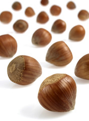 NOISETTE