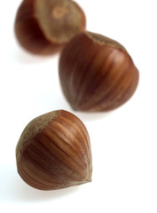 NOISETTE