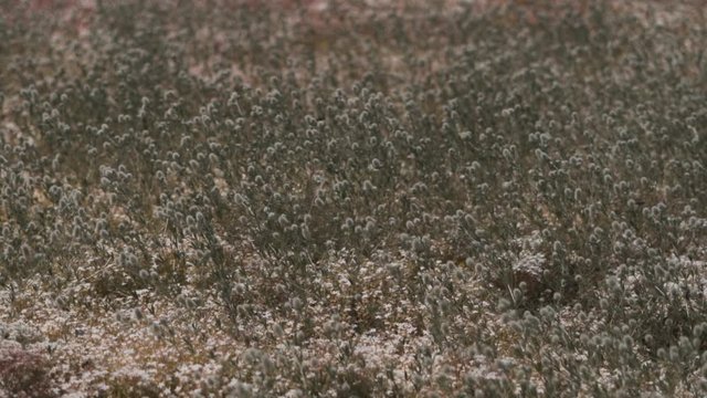 Slowmotion wild meadow in the wind with bees pollinating