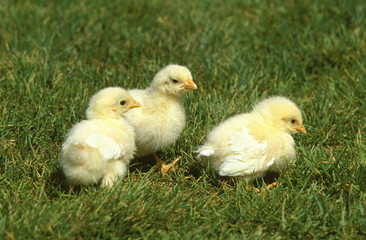 POUSSIN