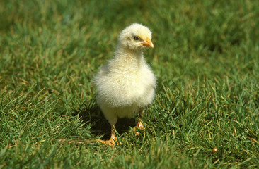 POUSSIN