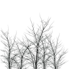 Many trees of different heights. Trees without leaves. Leafless tree trunks with branches without leaves. Large plants for decoration. Many branches without leaves.