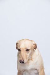 The simple Labrador makes all kinds of funny expressions on the white background