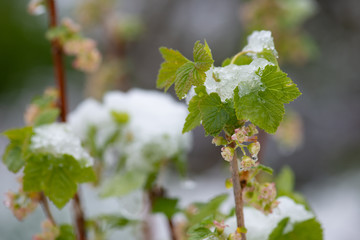 Schnee und Eis auf blühender Johannisbeere