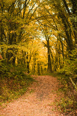 Golden autumn road through the forest. Yellow fallen leaves on a rocky road, trees create a tunnel of branches