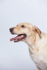 The simple Labrador makes all kinds of funny expressions on the white background