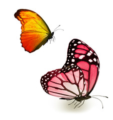 Color butterflies , isolated on white background