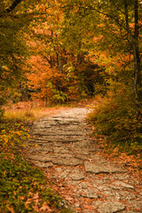 Golden autumn road through the forest. Yellow fallen leaves on a rocky road, trees create a tunnel of branches